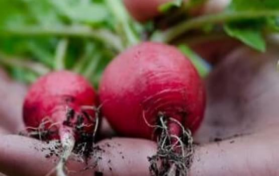 Radish